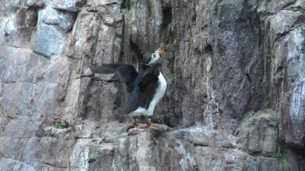 Животный мир пингвинов — стоковое видео