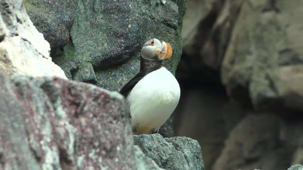 Un hábitat de pingüino de vida silvestre — Vídeos de Stock