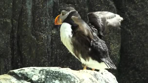 Um pinguim selvagem — Vídeo de Stock