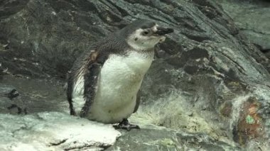 Vahşi Penguen Hayvanat Bahçesinde