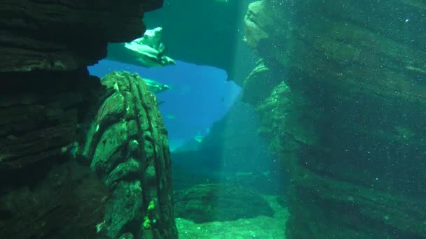 Pingüinos nadando bajo el agua Burbujas — Vídeo de stock