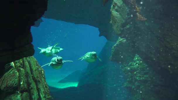 Пингвины, плавающие под водой — стоковое видео