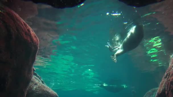 Тюлені пливуть у воді. — стокове відео