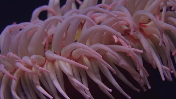 Een onderzeese zeeanemonen — Stockvideo