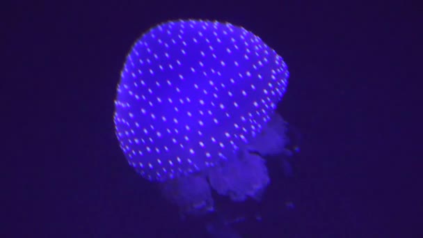 Une vie marine de méduses 