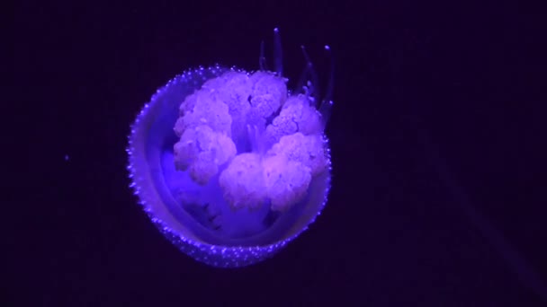 A Marine Life Jellyfish — Stok Video