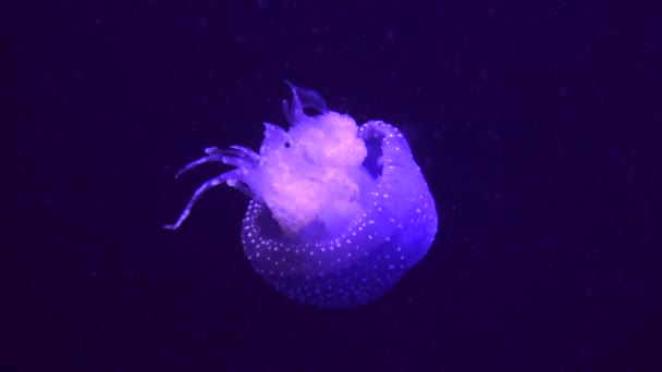 Аквариум с медузами — стоковое видео