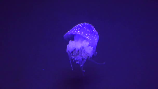 A Jellyfish Undersea Life — Stock Video