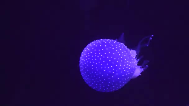 Una medusa Animales marinos — Vídeos de Stock