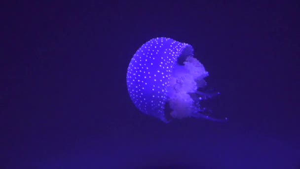 Blue Jellyfish Marine Life — Stock Video