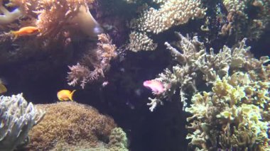 Balık Mercan Denizaltı Akvaryumu