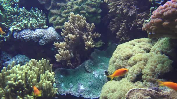 Um tanque de peixes submarinos — Vídeo de Stock