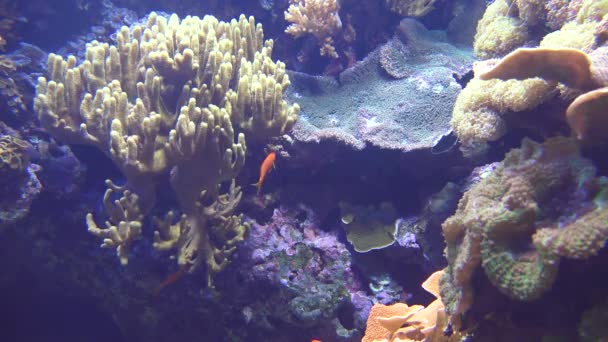 Una anémona marina submarina — Vídeos de Stock