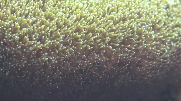 Een wilde zeeanemonen — Stockvideo