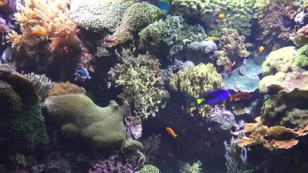 Рыбный коралл и морская жизнь — стоковое видео