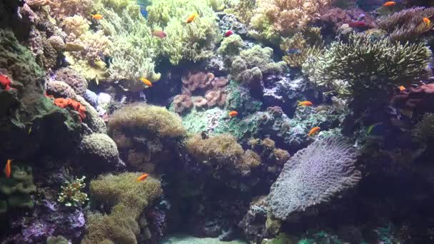 Meereslebewesen Fische Korallen unter Wasser — Stockvideo