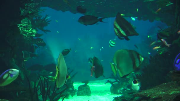 Рыба, плавающая под водой — стоковое видео
