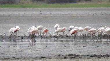 Yabanda Flamingo Sürüsü