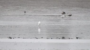 Flamingo Çamurlu Su İçiyor