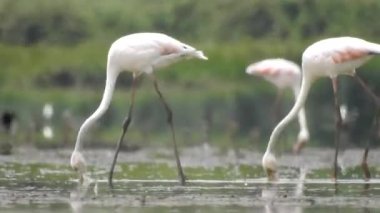 Bir Kuşlar Flamingolar Yaban Hayatı