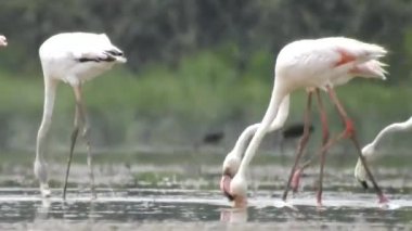 Vahşi Flamingolar Doğada