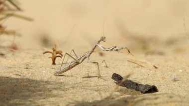 Vahşi Böcek Peygamberdevesi