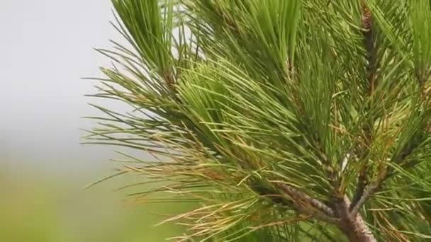 Nadeln von Pflanzen oder Sträuchern — Stockvideo