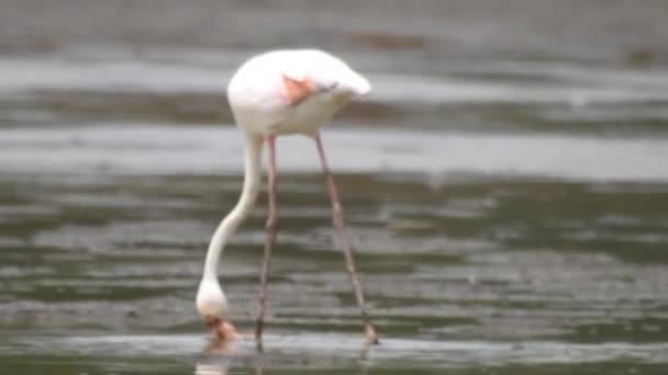 Wild Flamingo Drinking Water — Stock Video