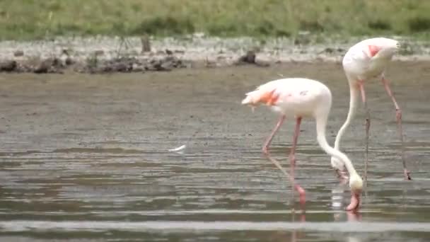 Flamingor i vilt dricksvatten — Stockvideo