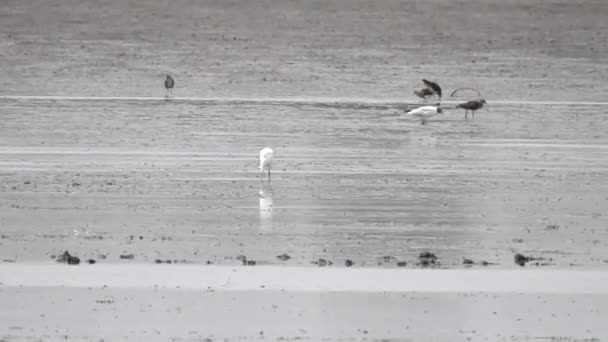 Flamingo wody pitnej błotnistej — Wideo stockowe