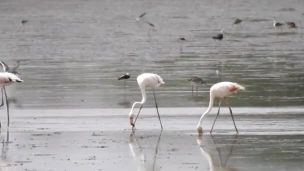 A Wild Flamingos Drinking — Stock video