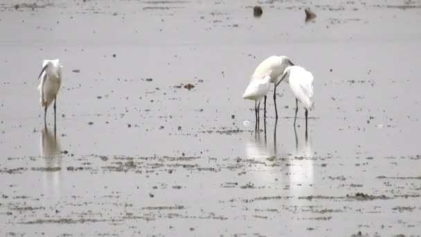 Wildvögel im schlammigen Wasser — Stockvideo