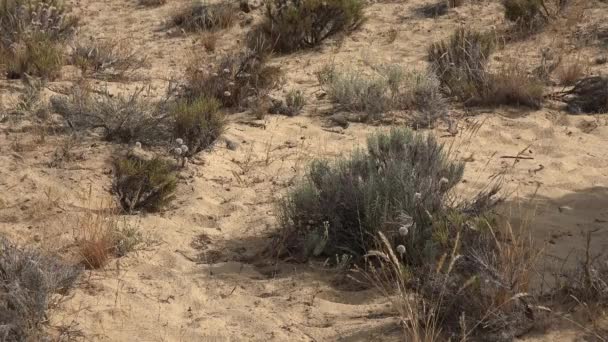 Písečná poušť a rostliny — Stock video