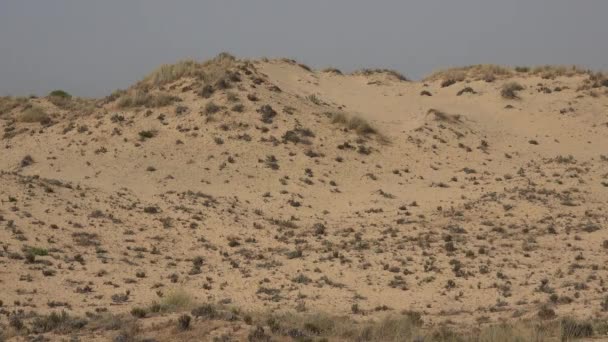 Gurun Barren Dengan Pasir — Stok Video