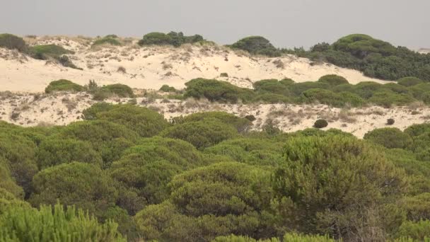 Bushes And Sand Dune — Stock Video