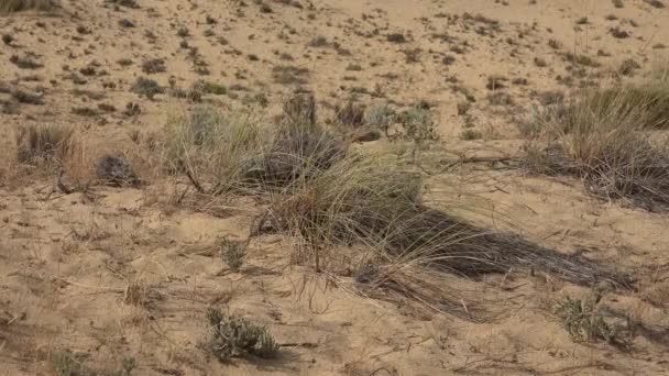 Трава в піщаній пустелі — стокове відео