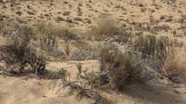 Dying Plant In Desert — Stock Video