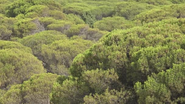 Windy Forest Of Trees — 图库视频影像