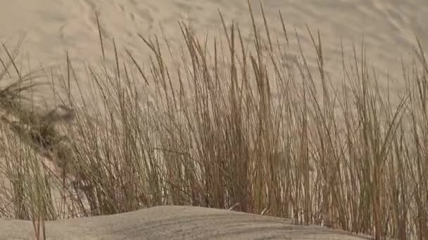 Трава в сухой пустыне — стоковое видео