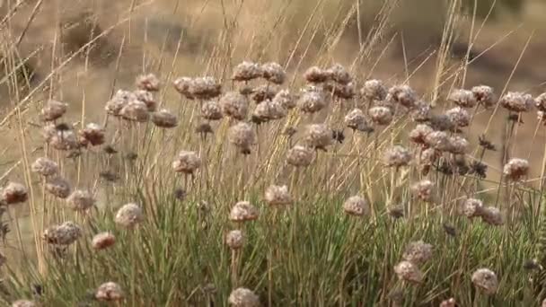 Wild Flowers Windy Day — 图库视频影像