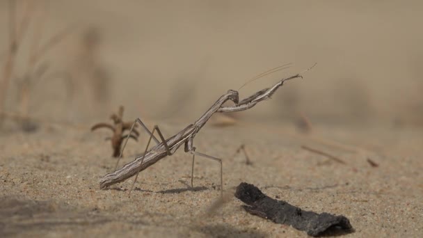 Een insect in de woestijn — Stockvideo