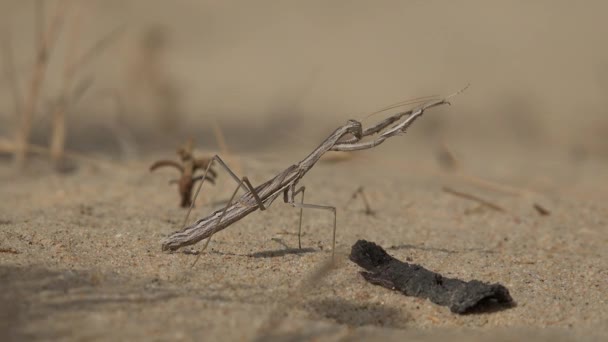 Mantis insect in de woestijn — Stockvideo