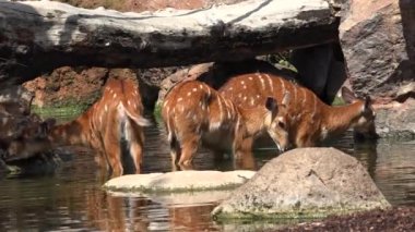 Wild Deer Drinking Water In Pond