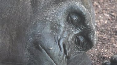 An Adult Gorilla Sleeping