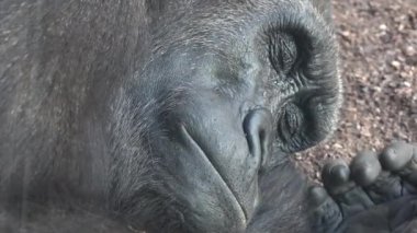 Uykucu Yorgun Bir Goril