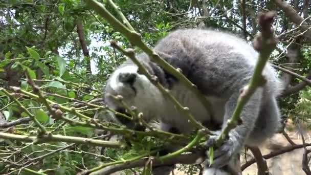Lémurien affamé mangeant dans l'arbre — Video