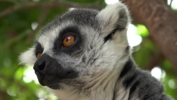 Um veado animais selvagens — Vídeo de Stock