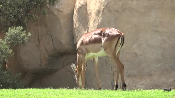 Un animale selvatico rinoceronte — Video Stock