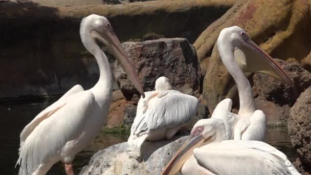 Cegonhas Wild Wading Birds — Vídeo de Stock