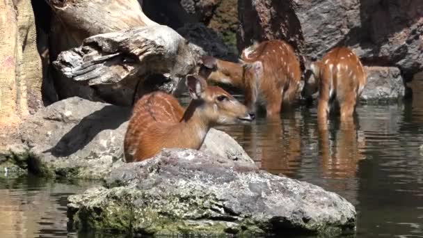 Дикие олени пьют в озере — стоковое видео